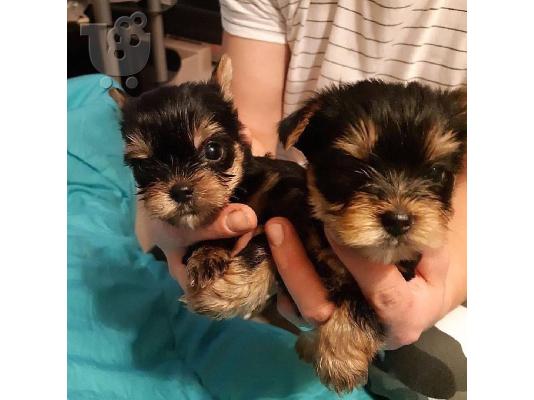 PoulaTo: Μικρο Yorkie